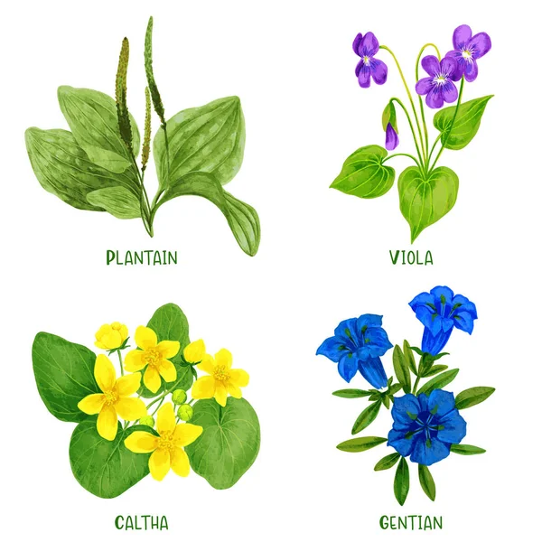 Plantas e flores silvestres, desenhadas à mão —  Vetores de Stock