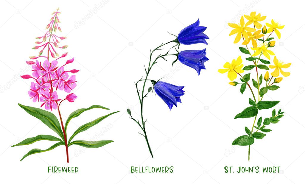 Wild field plants and flowers set, hand drawn
