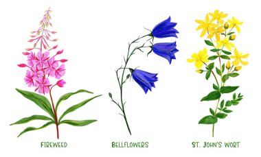 Wild field plants and flowers set, hand drawn watercolor clipart
