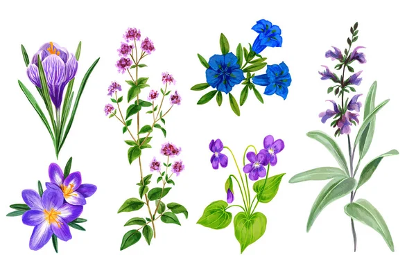 Набір диких полів квіти і трави, акварель — стоковий вектор