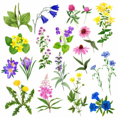 Watercolor field flowers set, wild herbs and plants clipart
