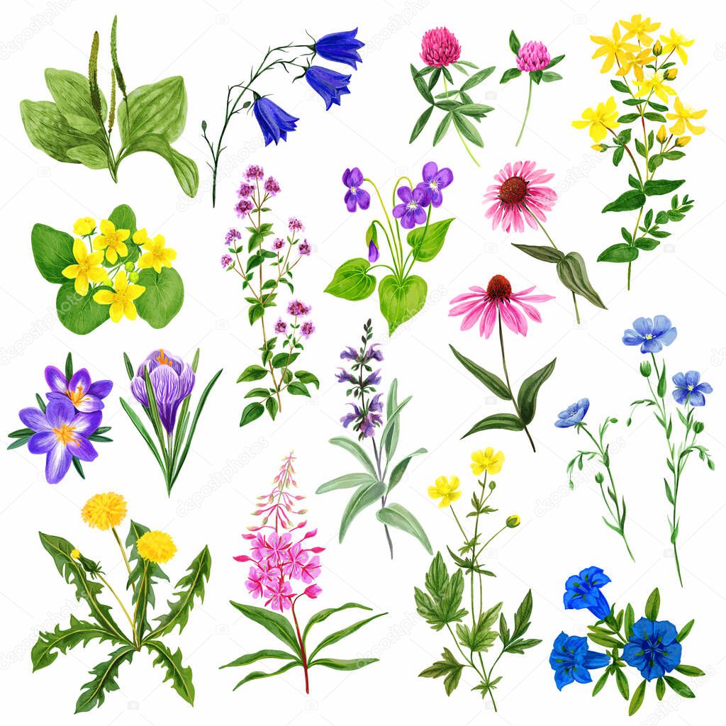 Watercolor field flowers set, wild herbs and plants