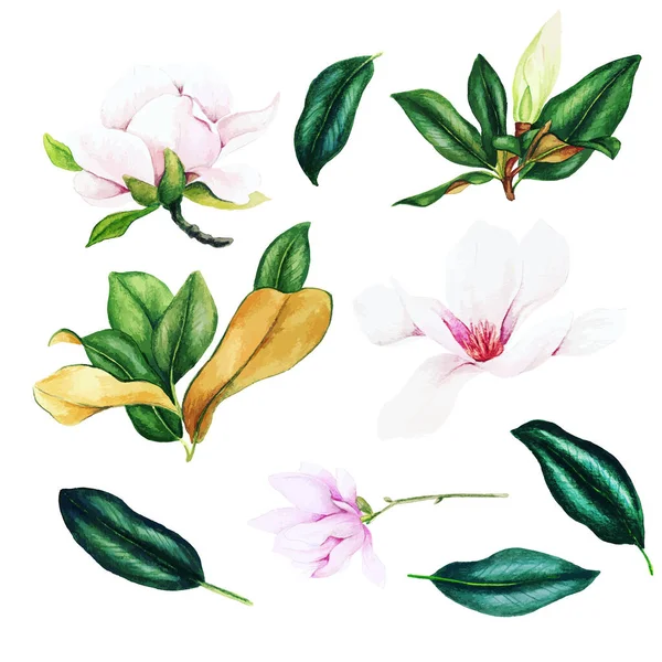 Lichtroze magnolia bloemen en bladeren, aquarel set — Stockvector