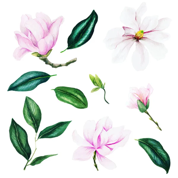 Lichtroze magnolia bloemen en bladeren, aquarel set — Stockvector