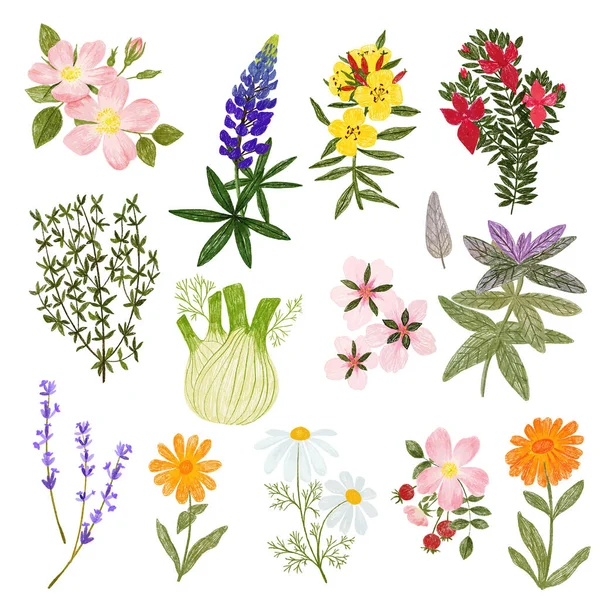 Plantes cosmétiques, crayons dessinés à la main style mignon — Image vectorielle