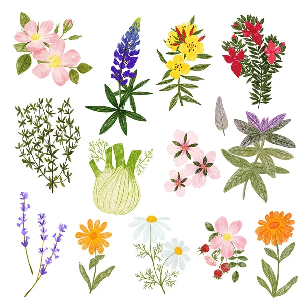 Cosmetic plants, pencils hand drawn cute style Vector Graphics