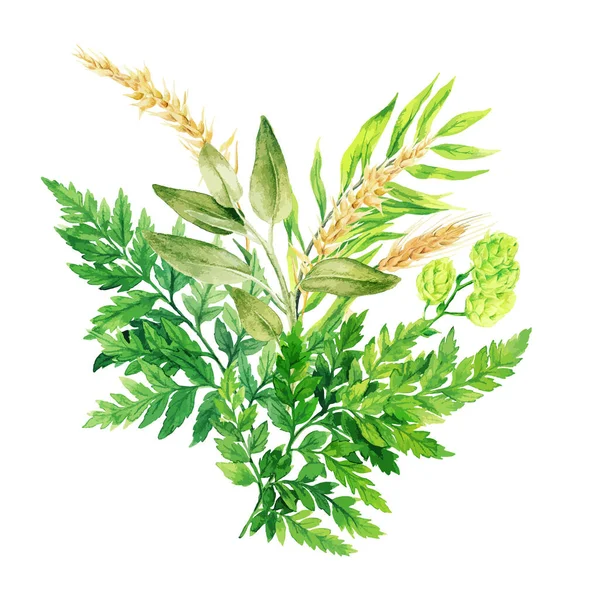 Buquê de aquarela de ervas com samambaias e orelhas —  Vetores de Stock