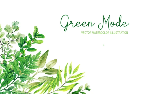 Vad fűszernövények, levelek és páfrányok, zöld sarokkeret — Stock Vector