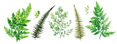 Wild flora, ferns and adiantum, Watercolor bright greenery collection clipart