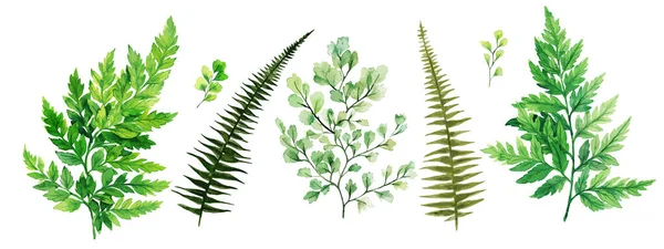 Flora selvagem, samambaias e adiantum, aquarela coleção vegetação brilhante — Vetor de Stock