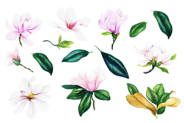 Light pink magnolia flowers and leaves, watercolor collection — Stock Vector