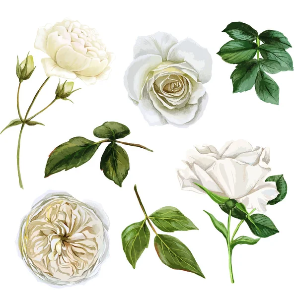 Conjunto de rosas e folhas brancas, ilustração vetorial desenhada à mão aquarela —  Vetores de Stock