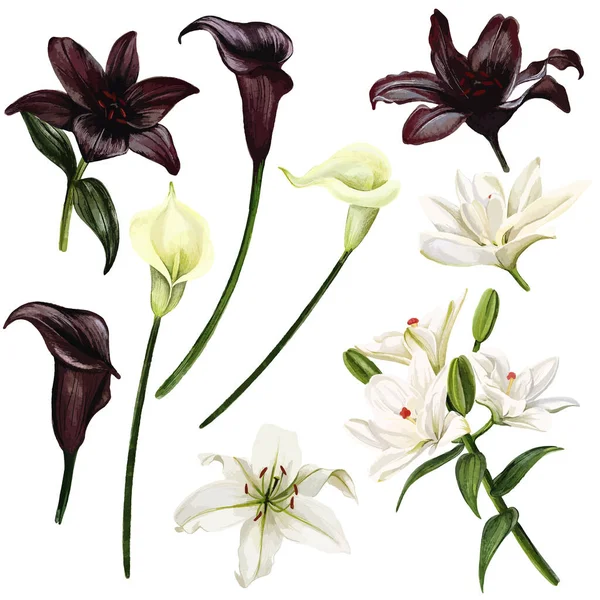 Černobílé lilie a callas, akvarel ručně kreslené vektorové ilustrace — Stockový vektor