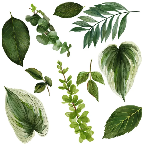 Coleção de vegetação aquarela verde escuro, vetor desenhado à mão —  Vetores de Stock