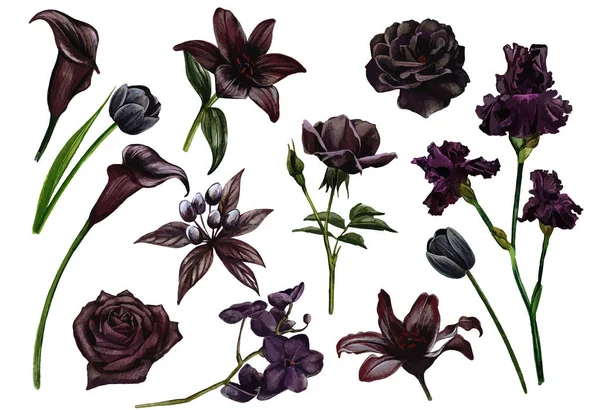Siyah ve çiçekler seti, suluboya el çizimi vektör illüstrasyonu — Stok Vektör