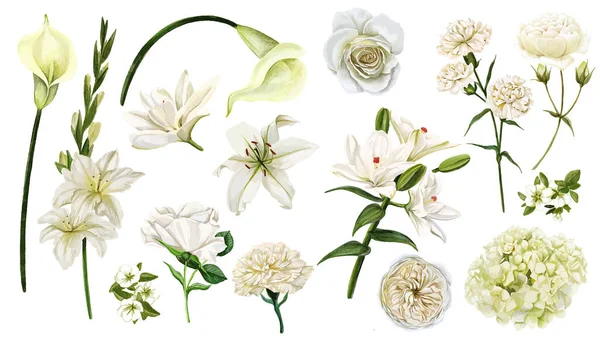 Bílé květy set, akvarel ručně kreslený vektor — Stockový vektor