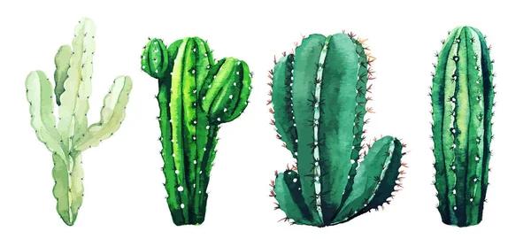 Aquarelset van cactusplanten en vetplanten — Stockvector
