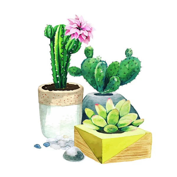 Složení kaktusových rostlin v květináčích a sukulentů — Stockový vektor