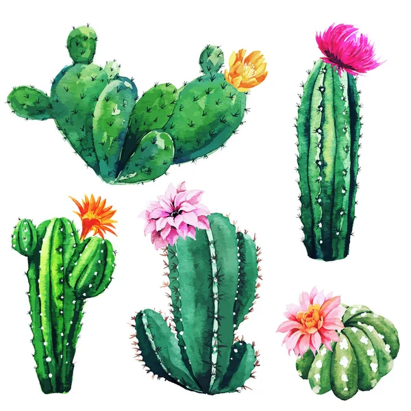 Vízfestékkészlet kaktusz növényekből és zamatos anyagokból — Stock Vector