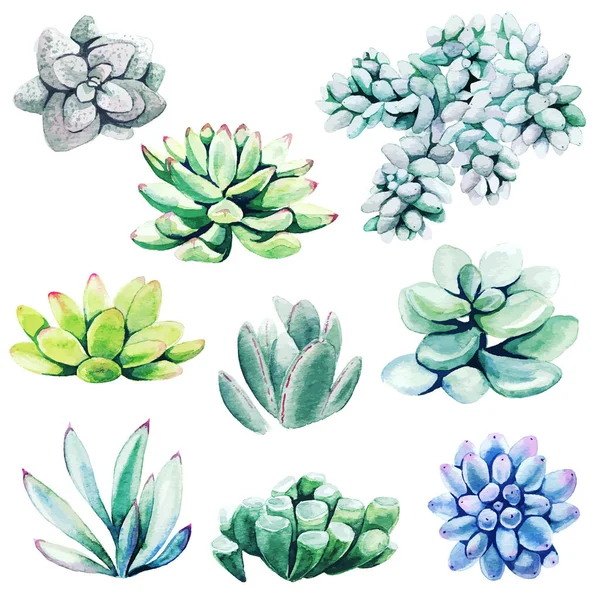 Aquarelset van cactusplanten en vetplanten — Stockvector