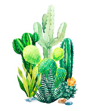 Suluboya kaktüs ve sulu bitkilerin bileşimi