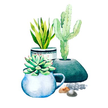 Saksı kaktüslerinden ve sulu bitkilerden oluşan bir bileşim.