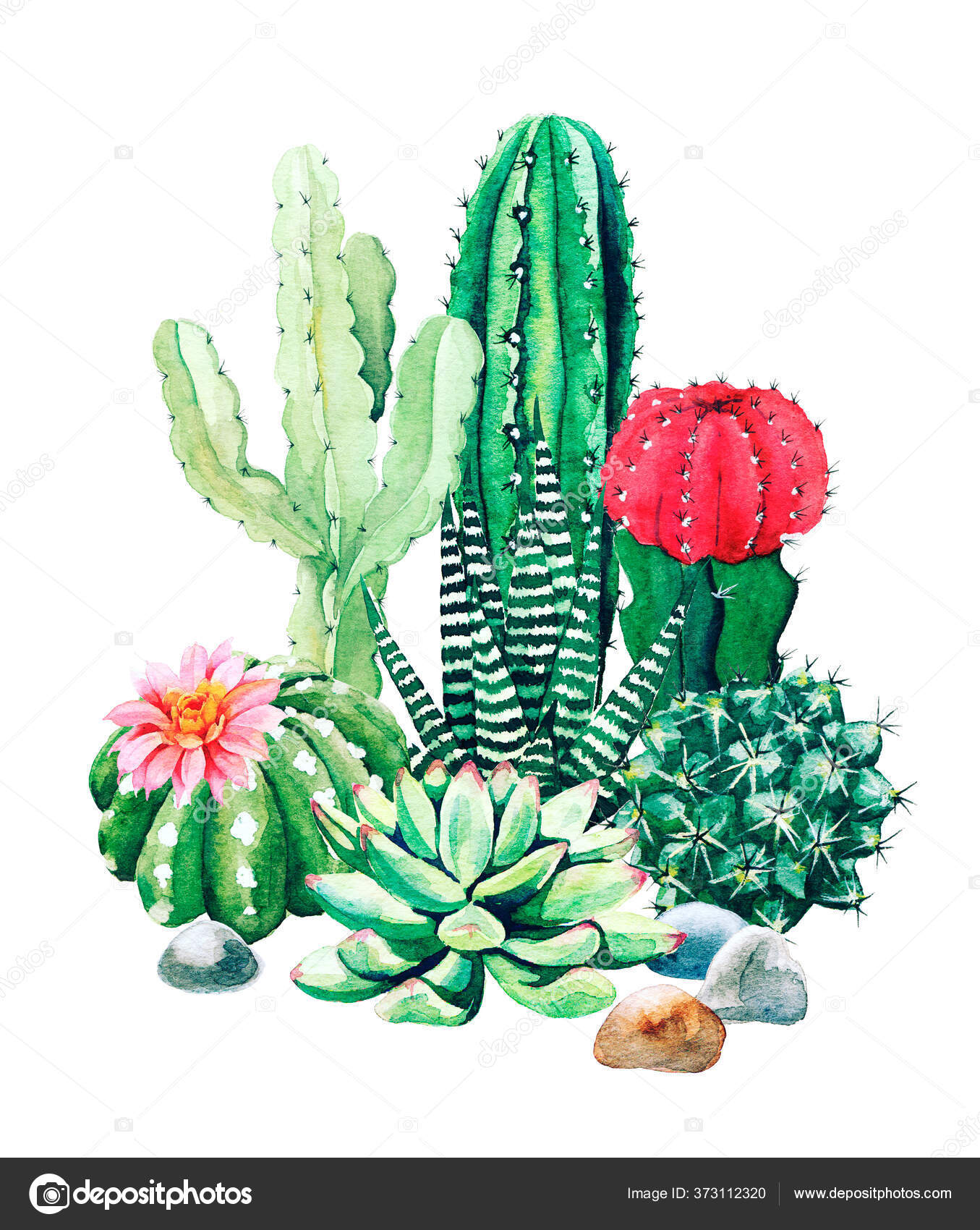 Ilustração de cactos e suculentas, planta suculenta Cactaceae