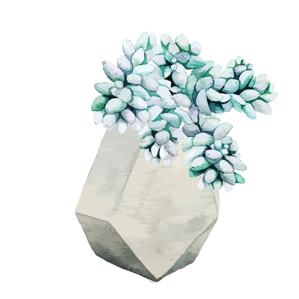 WebBluish sedum succulent plant in geometry pot — 스톡 벡터