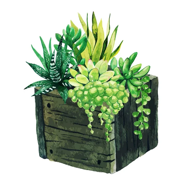 Heldere waterverf succulents in houten doos, met de hand getekend — Stockvector