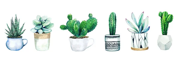 Sada šesti kaktusových rostlin a sukulentů, ručně kreslený vektor — Stockový vektor