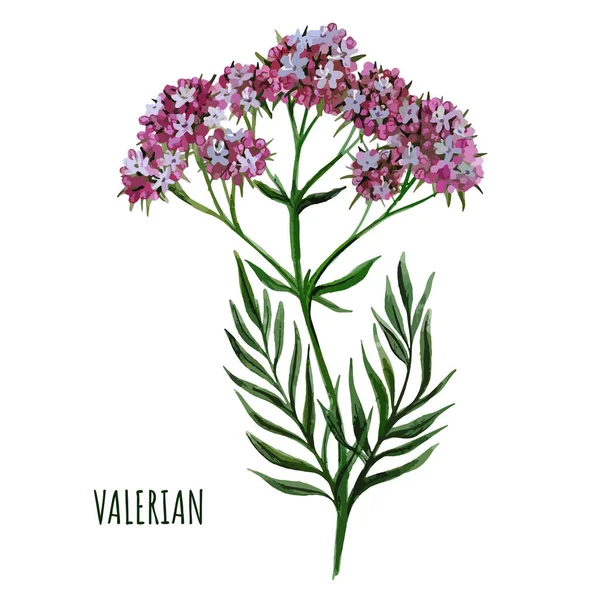 Pianta di valeriana con piccoli fiori, pianta medica , — Vettoriale Stock