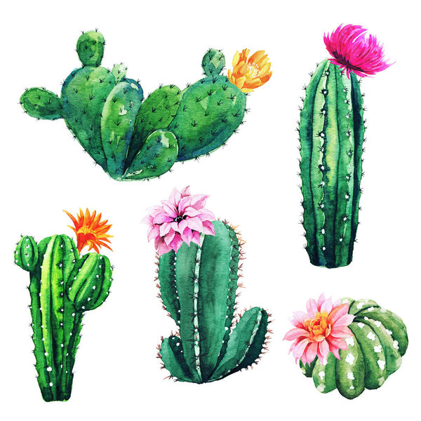 Watercolor set of cactus plants and succulents