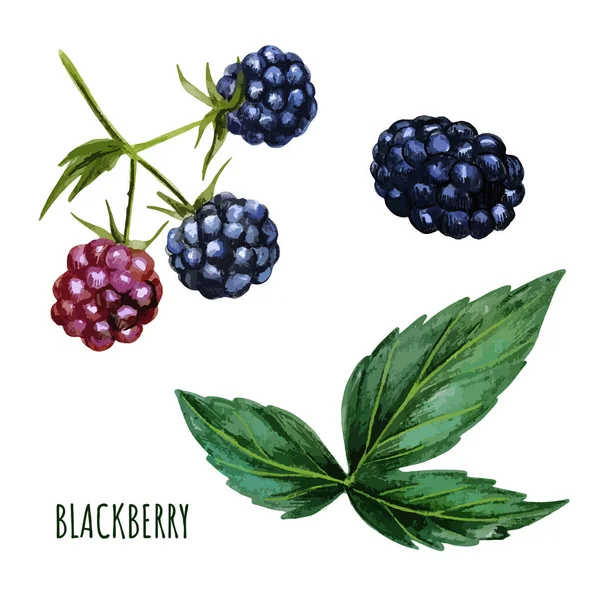 Blackberry met bladeren, verse bessen. Handgetrokken — Stockvector