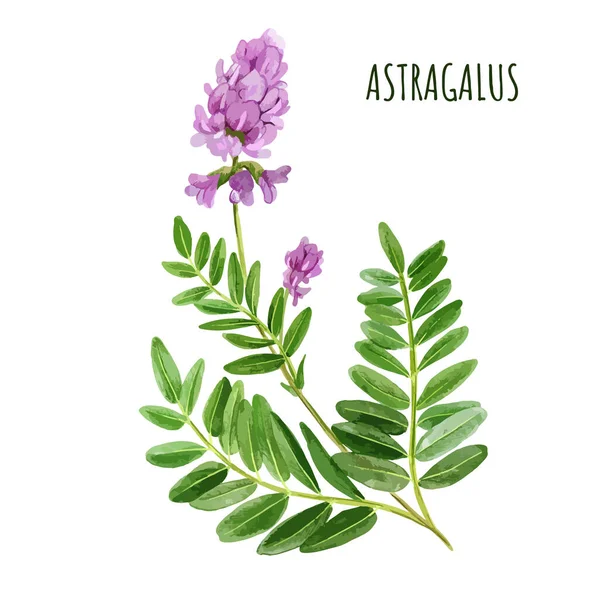 Astragalus with flowers and leaves, medical tea herb — Stock Vector