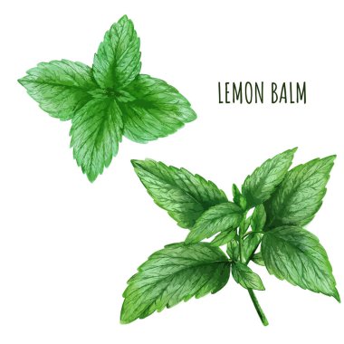 Suluboya limon yaprağı, çay bitkisi, el yapımı.