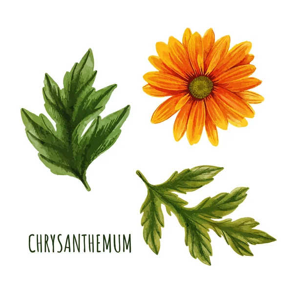 Orange Chrysanthemenblüte mit Blättern, Teepflanze — Stockvektor