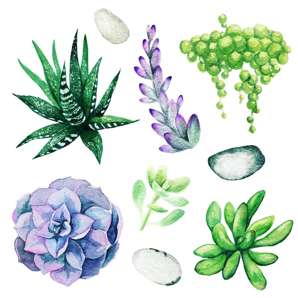 鮮やかな手描きの多肉植物の水彩セット、手描き — ストック写真