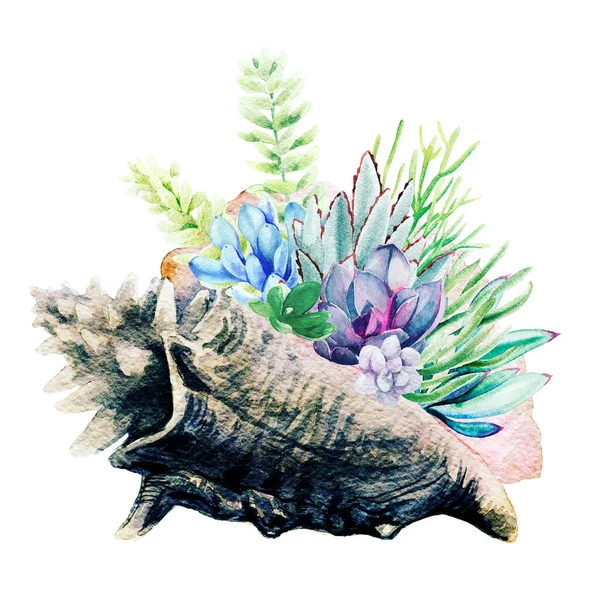 Яркие акварельные суккуленты в раковине голиафа, нарисованные вручную — стоковое фото