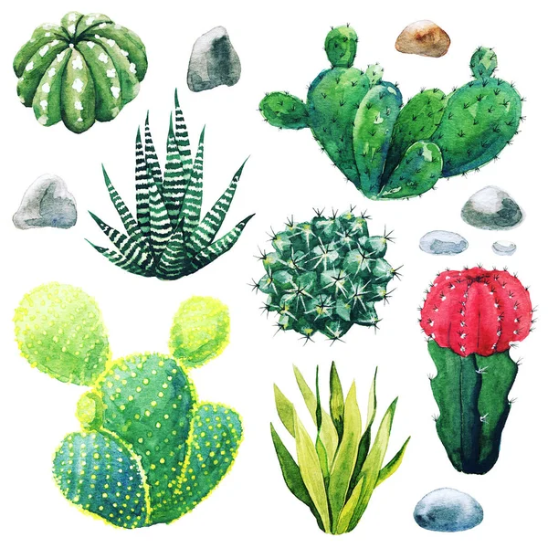 サボテンの植物や多肉植物の水彩セット — ストック写真