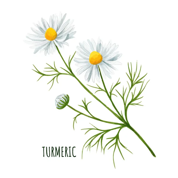 Fleur de marguerite blanche avec bourgeon et feuilles — Image vectorielle