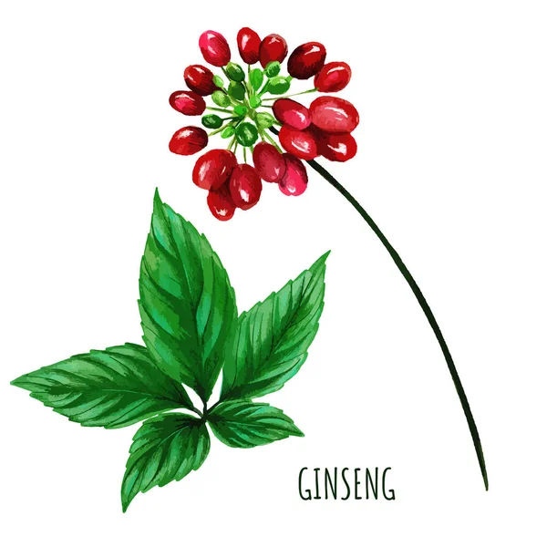 Ginseng bogyók levelekkel, kézzel rajzolt akvarell — Stock Vector
