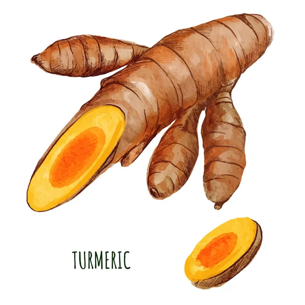 Rădăcină de turmeric cu bucată mică feliată. Trase de mână — Vector de stoc