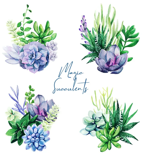 Set di quattro vivaci acquerello piante succulente bouquet — Vettoriale Stock