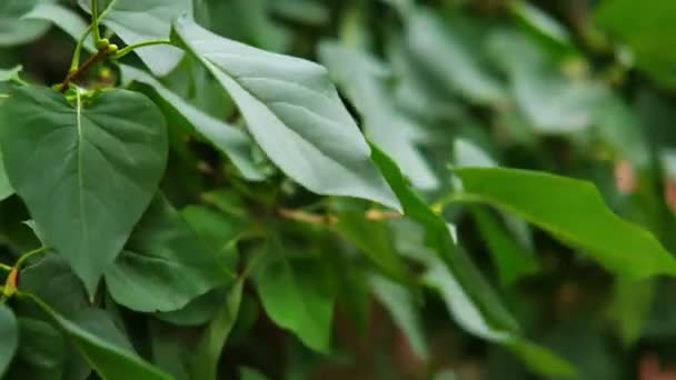 Green leaves fluttering on the wind. Big green leaves moving in a wind. — Stock Video