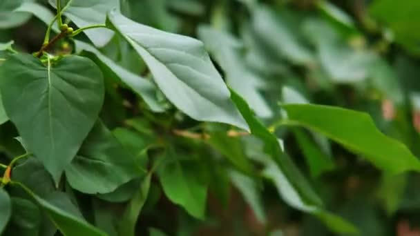 Groene bladeren wapperen in de wind. Grote groene bladeren bewegen in een wind. — Stockvideo