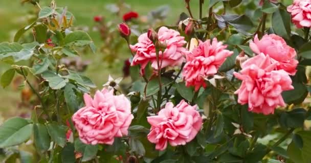 Röda rosor i trädgården flyttar fladdrande på vinden — Stockvideo