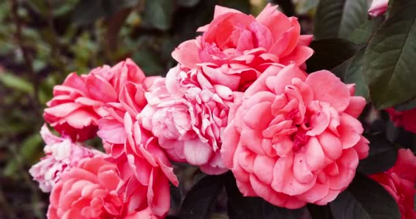 Four roses in garden backlit vintage color filter, colorized image — Stock Video