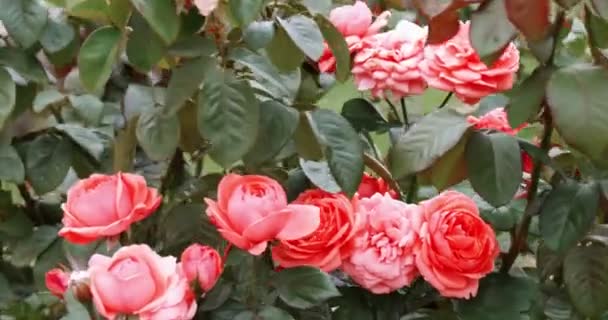 Rosas rosas en el jardín. Rosa arbusto en primavera jardín tiro . — Vídeo de stock