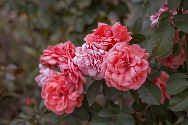 Rosa rosas no jardim cor vintage — Fotografia de Stock