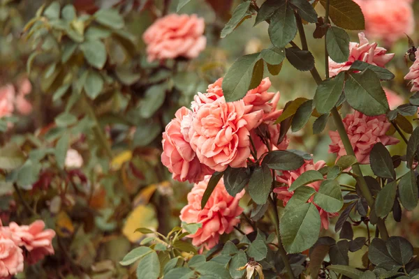 Beau jardin de roses. Fleurs roses se cachant dans les feuilles. Couleur vintage . — Photo